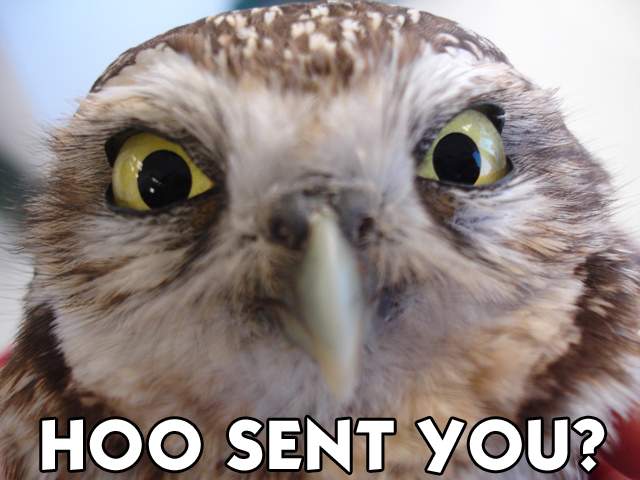 hoo sent you